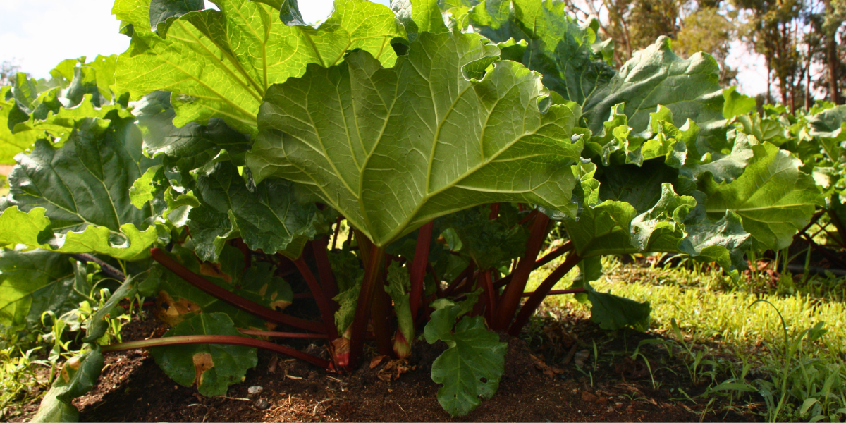 Rhubarb Growing